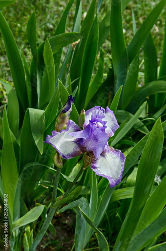 View of variegated lilac and white iris flower blooming in springtime  Sofia  Bulgaria  