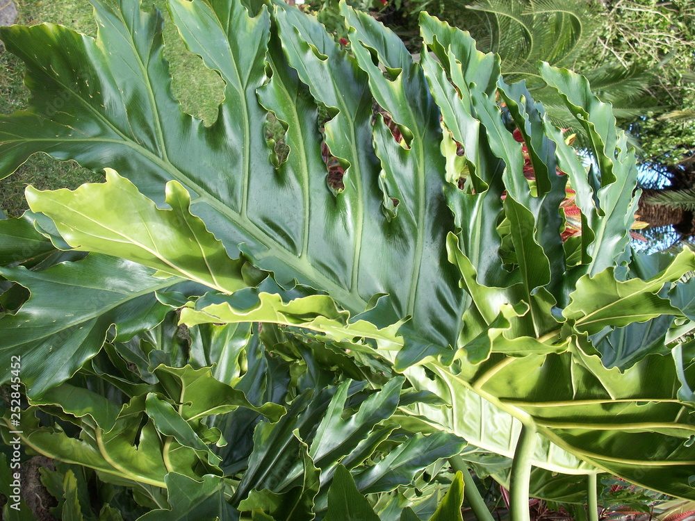 Obraz premium kwiaty