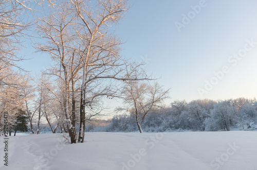 Winter forest © Yurka36rus
