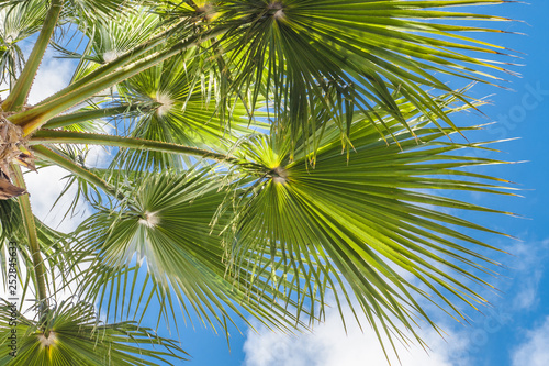 tropical backdrop of palm leaves against the sky © andrey gonchar