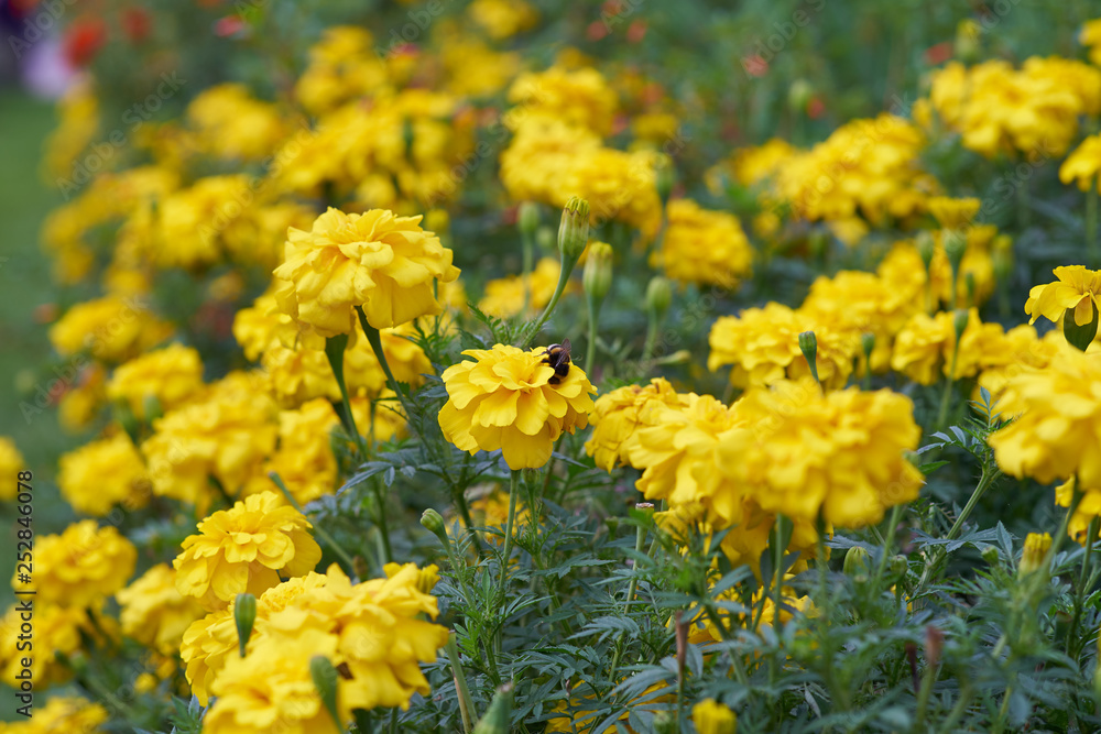 yellow flowers in garden yellow flowers in garden