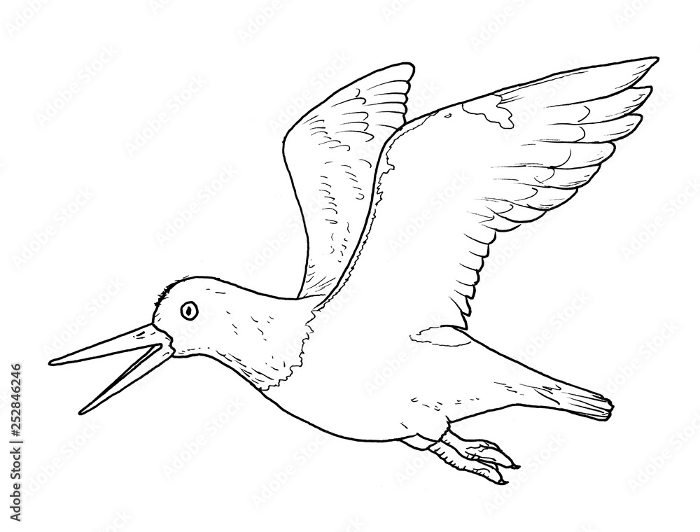 Drawing of Eurasian oystercatcher bird hand sketch of Haematopus
