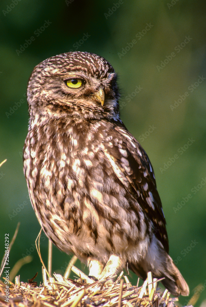 little owl warms up in the early morning sun little owl warms up in the early morning sun