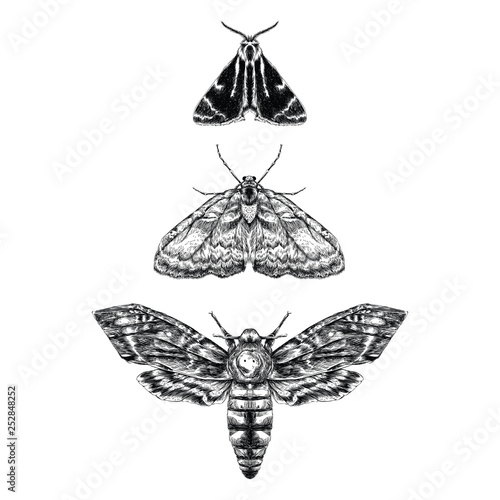 Moth
