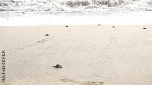 4K ANIMALS Video footage of a sea turtle hatchling crawling on the white sand beach toward the sea at Kuta beach, Bali Indonesia after a group of baby leatherback sea turtles