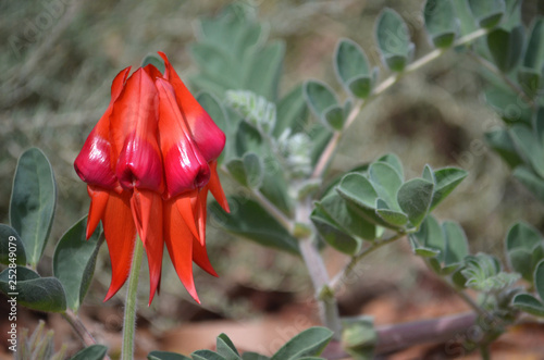 Australian native Sturt’s Desert Pea flower, Swainsona formosa, family Fabaceae. Floral emblem of South Australia. Pink and orange red variety. photo