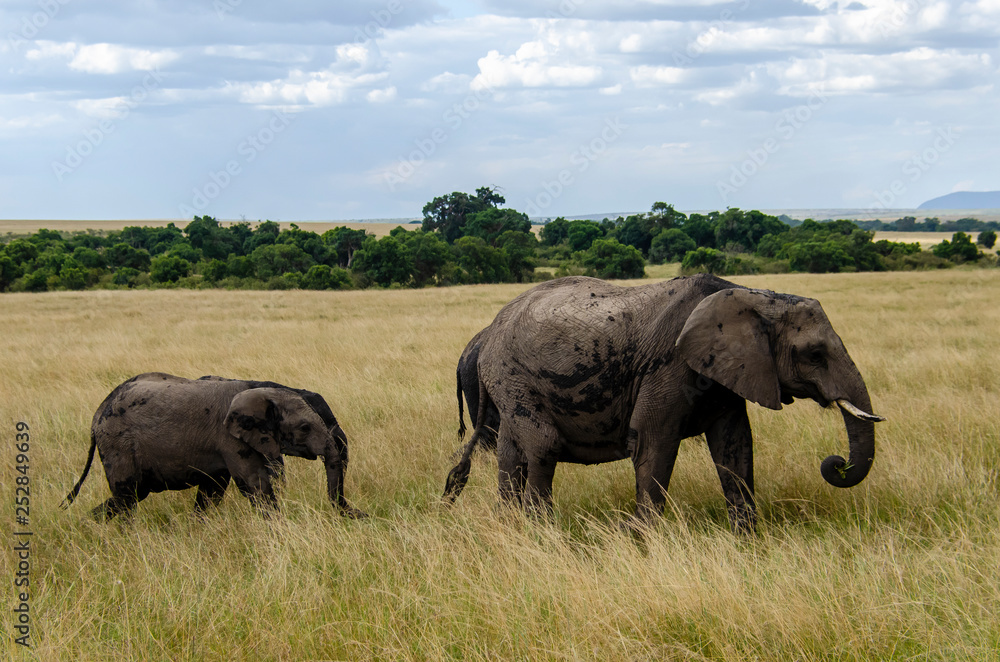 An elephant herd grazing in the bushes of Masai Mara national reserve during a wildlife safari An elephant herd grazing in the bushes of Masai Mara national reserve during a wildlife safari