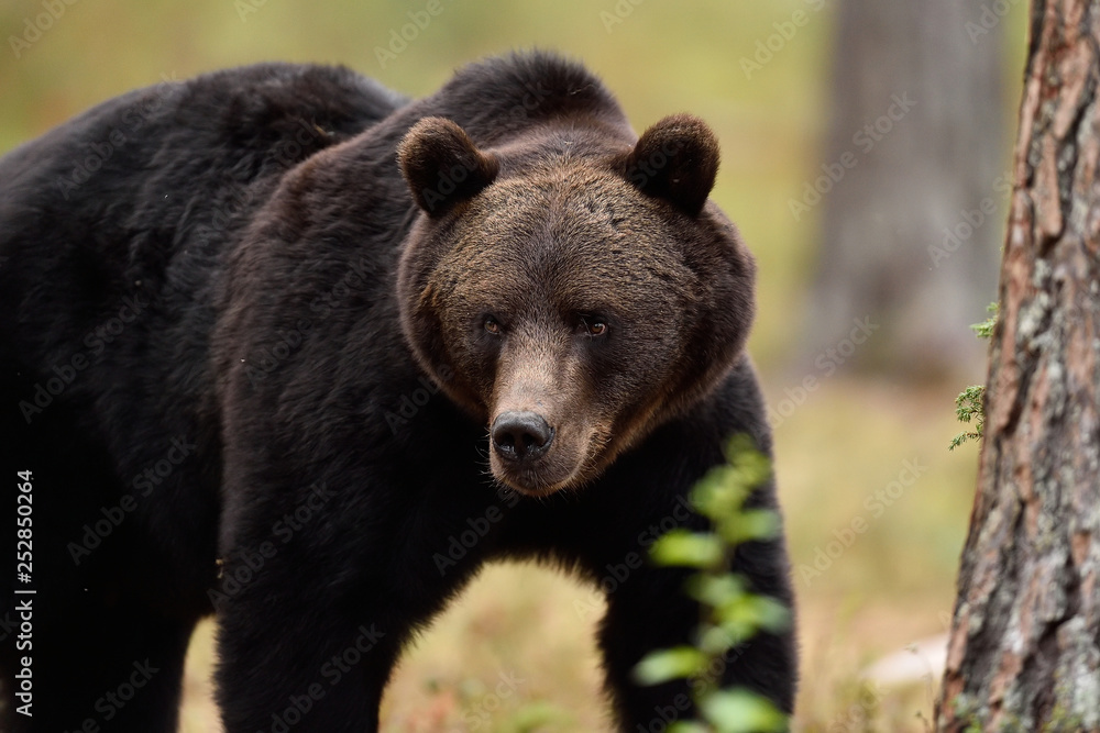 Big male bear powerful pose. European brown bear powerful pose.