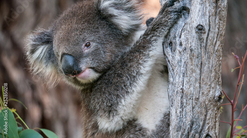 Fototapeta Naklejka Na Ścianę i Meble -  Koala bear in eucalyptus tree, portrait
