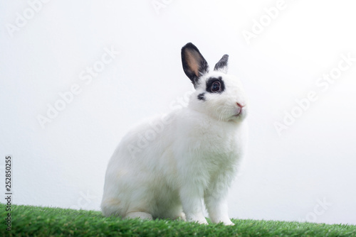 Cute young white rabbit in  green lawn, white background