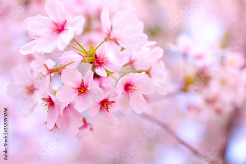 名古屋の鶴舞公園の桜