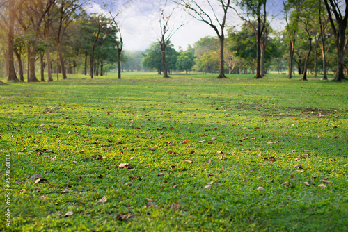 Fresh green lawn in city park, leaves strewn in the field, morning sunlight