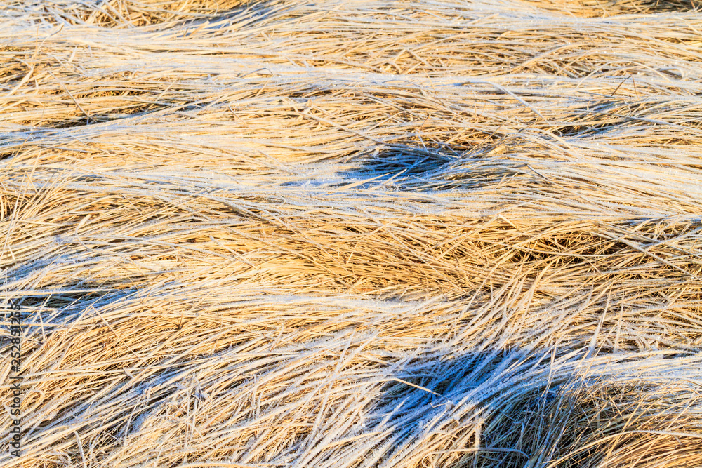 Fototapeta premium beautiful dry grass covered with spring frost