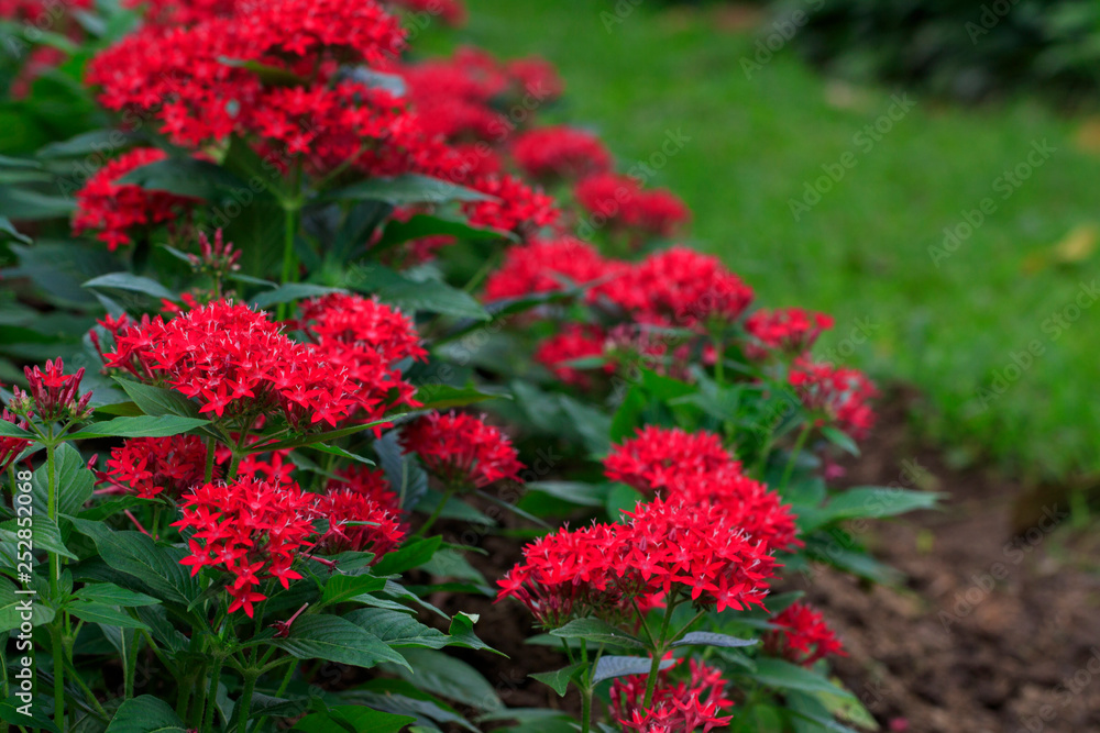 Image of beautiful red pentas lanceolata flower in bloom in the garden.