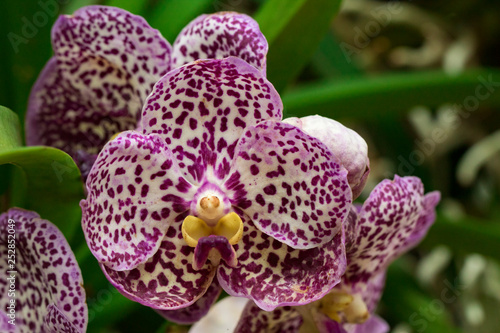 Image of beautiful purple orchid flowers in the garden. Vanda.