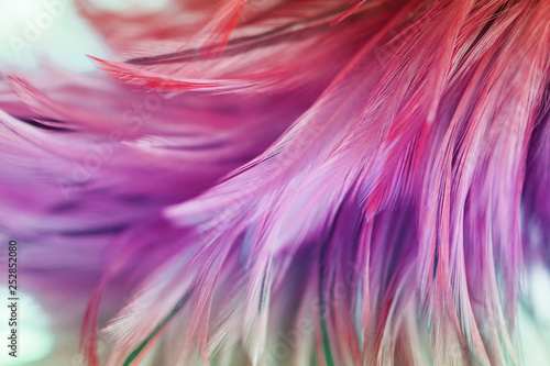 Blur styls and soft color of chickens feather texture for background