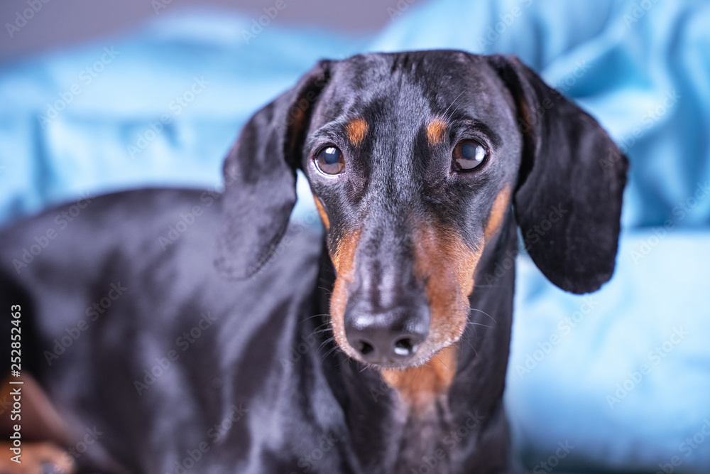 close up of cute little dachshund dog, black and tan, lying on bed