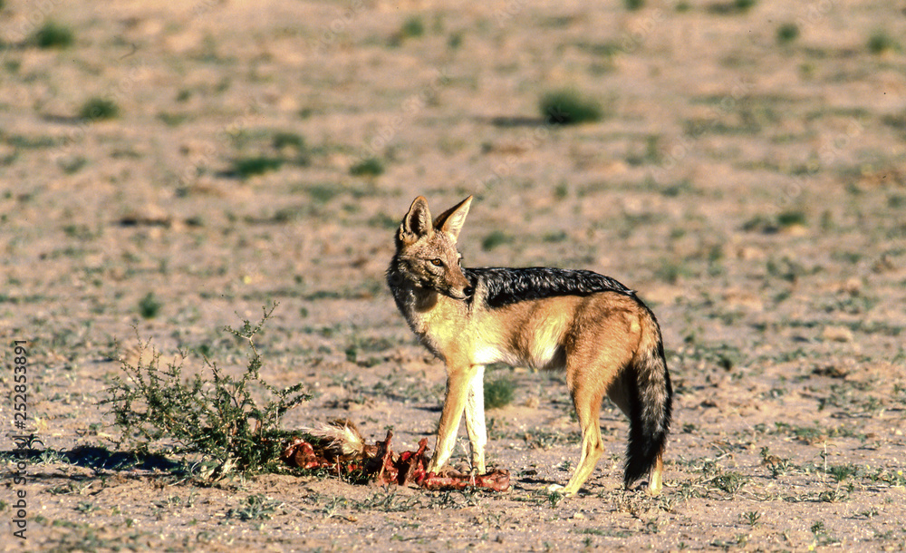 black-backed jackal at carcass black-backed jackal at carcass