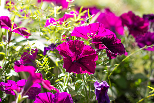 Purple petunias