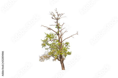 Isolated single old tree with clipping path on white background
