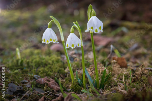 Beautiful blooming of White spring snowflake flowers in springtime. photo