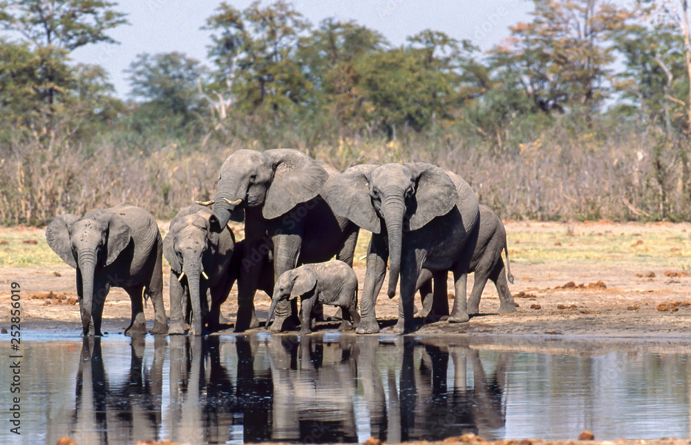 Obraz premium elephant herd at the river, drinking