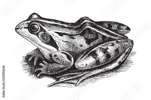 Common Frog (Rana temporaria oxyrrhinus) / vintage illustration from Meyers Konversations-Lexikon 1897 