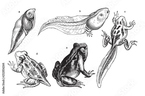 frog growing fase / vintage illustration from Meyers Konversations-Lexikon 1897 