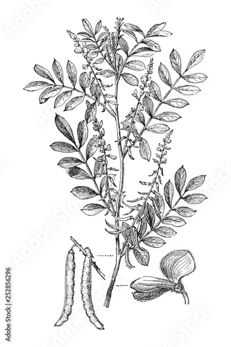 True indigo (Indigofera tinctoria) / vintage illustration from Meyers Konversations-Lexikon 1897
