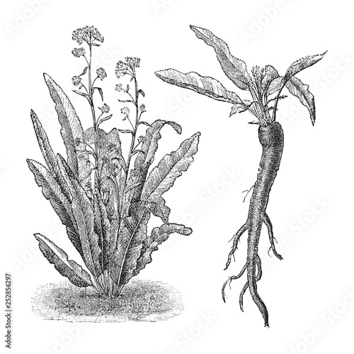 Horseradish (Cochlearia armoracia) - vegetable / vintage illustration from Meyers Konversations-Lexikon 1897