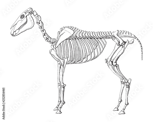 Horse skeleton / vintage illustration from Meyers Konversations-Lexikon 1897