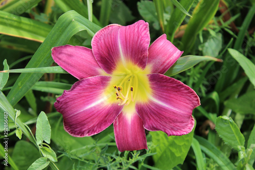 Purple daylily close-up