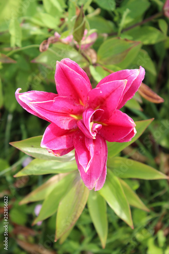 Pink daylily in the garden close up.