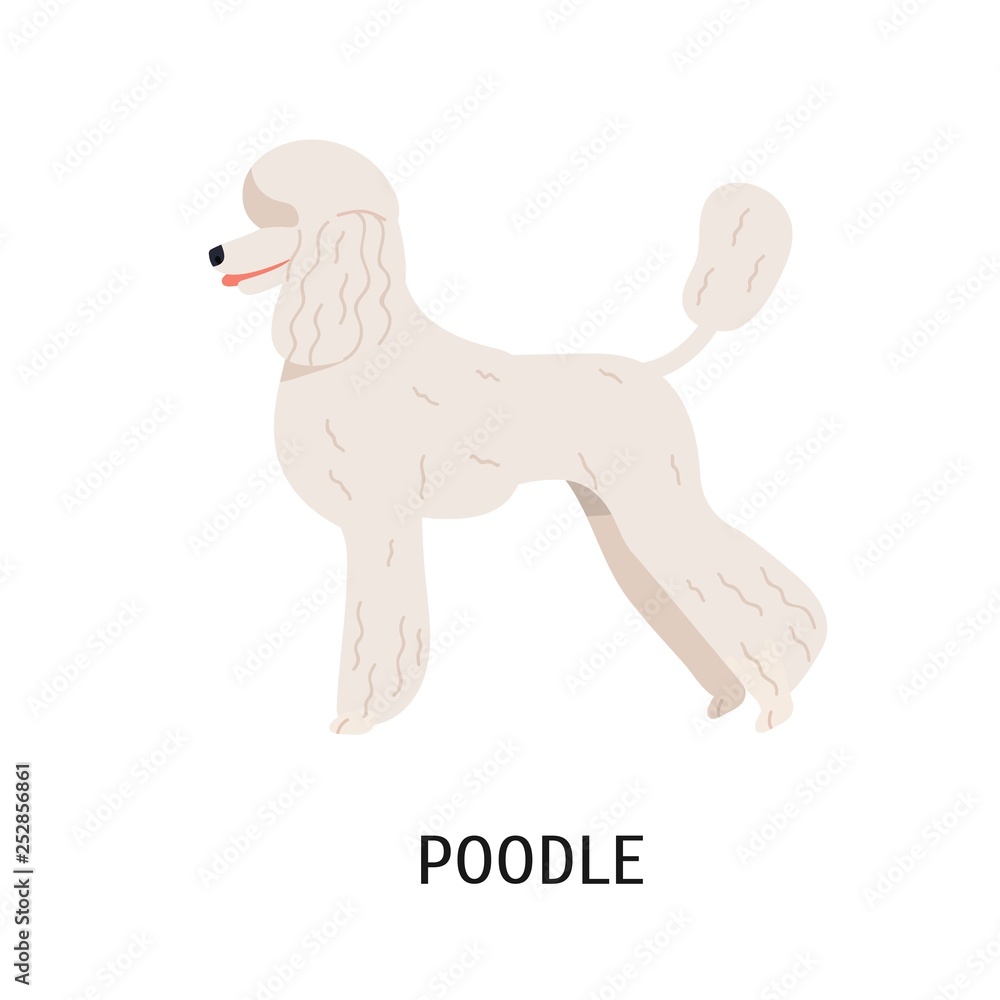 Fototapeta premium Standard Poodle