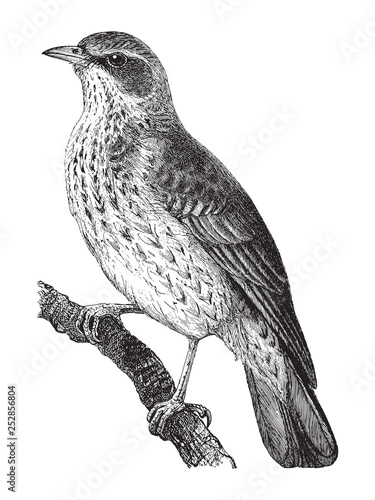 Fieldfare (Turdus pilaris) / vintage illustration from Meyers Konversations-Lexikon 1897