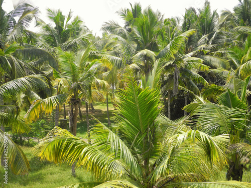 Coconut palm grove  Kochi  Kerala