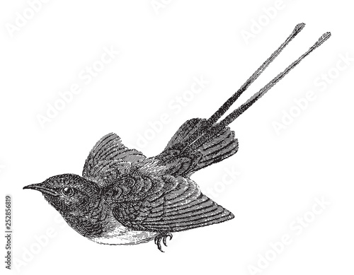 Sunbird (Nectariniidae) / vintage illustration from Meyers Konversations-Lexikon 1897