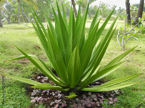 Tropical green plant Sabal minor  Trivandrum  Kerala India