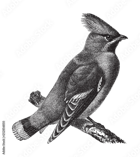 Bohemian Waxwing (Bombycilla garrulus) / vintage illustration from Meyers Konversations-Lexikon 1897