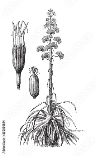 Century plant, Maguey, or American aloe (Agave americana) / vintage illustration