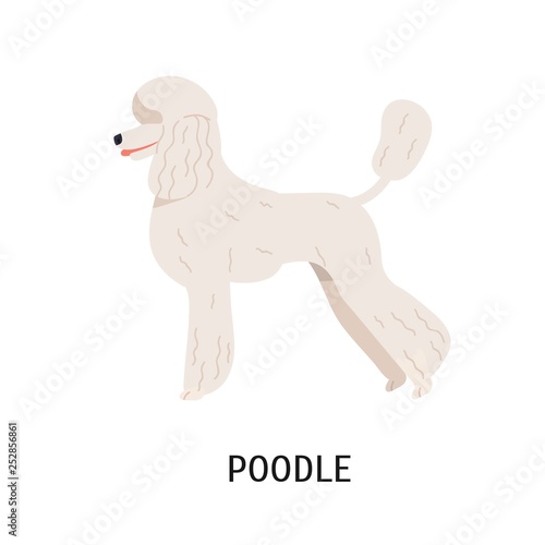 Standard Poodle