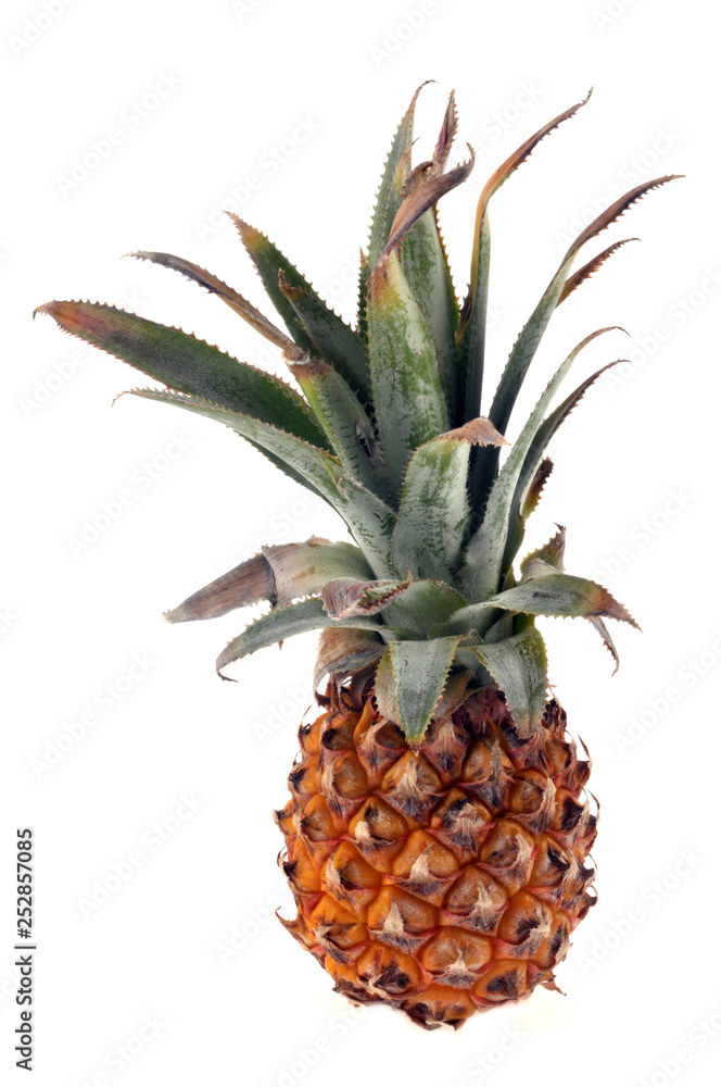 Fototapeta premium Victoria pineapple on a white background