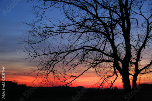 tree on sunset sky background © Pavlo Klymenko