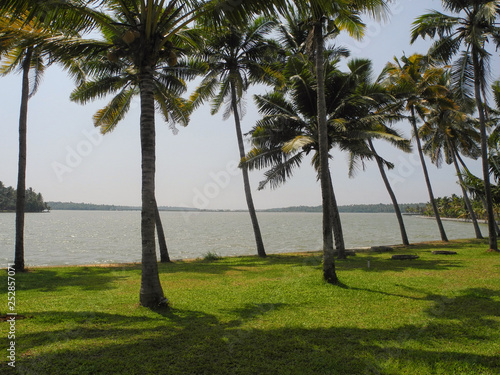 Coconut palm grove overlooking the lake, Trivandrum, Kerala