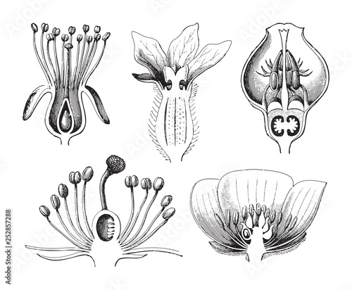 Flower cross section collection / vintage illustration from Meyers Konversations-Lexikon 1897