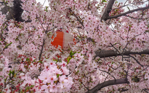 Japanese Lantern with Cherry Blossoms