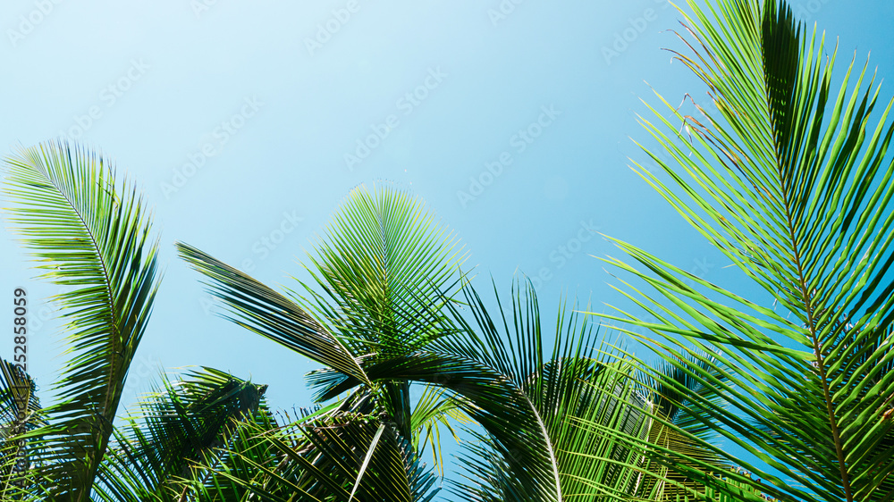 Fototapeta premium isola tropicale palma
