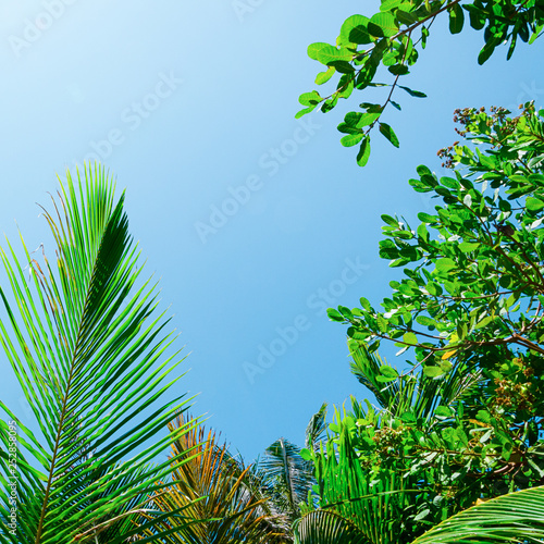 sfondo bello palma cielo blu