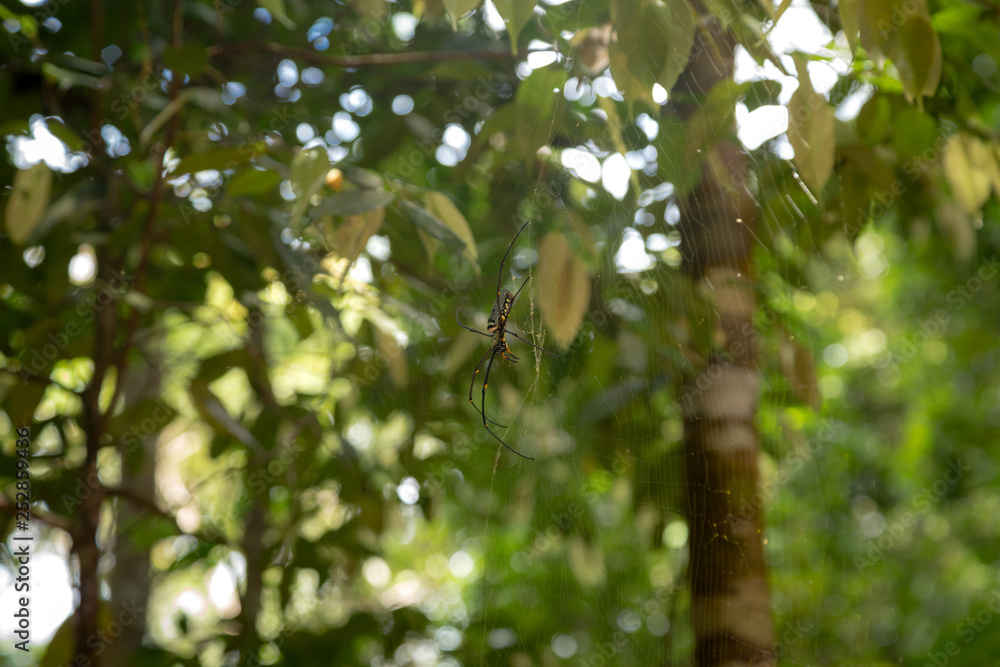 Golden wood Spider (Nephila pilipes) waiting for prey on webs Golden wood Spider (Nephila pilipes) waiting for prey on webs