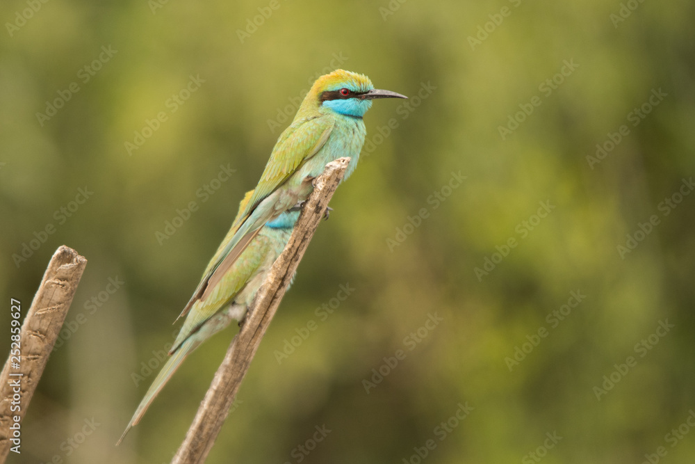 Fototapeta premium Green bee-eater / Merops orientalis